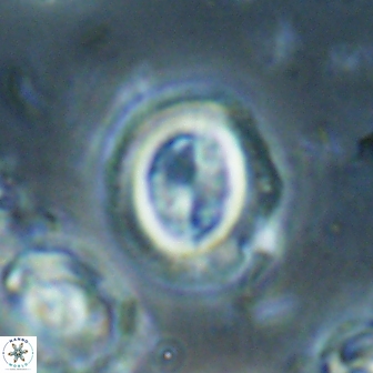 Toweius lamperos 60761