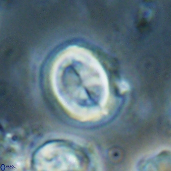 Toweius lamperos 60762