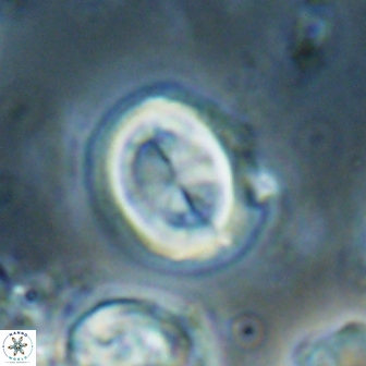 Toweius lamperos 60762