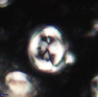 Toweius lamperos 60774