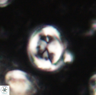 Toweius lamperos 60774