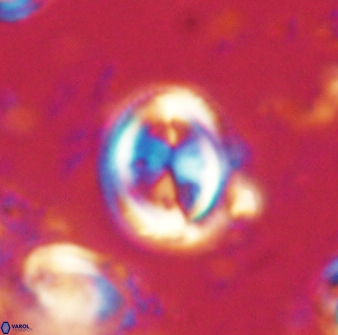 Toweius lamperos 60775