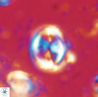 Toweius lamperos 60775