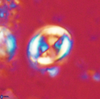 Toweius lamperos 60776
