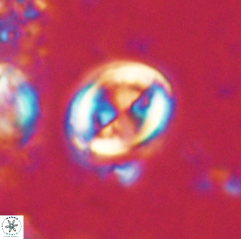 Toweius lamperos 60776