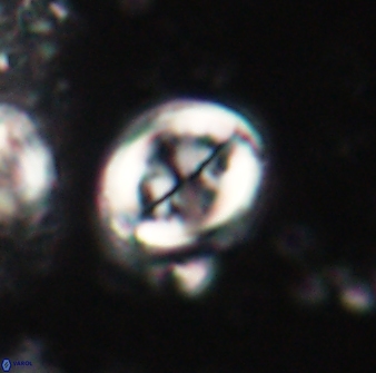 Toweius lamperos 60777