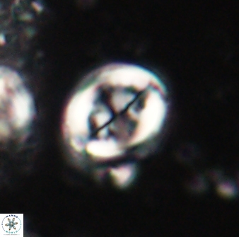 Toweius lamperos 60777