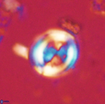 Toweius lamperos 60778