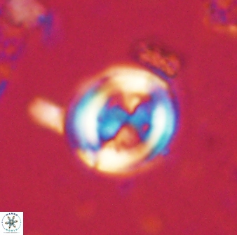 Toweius lamperos 60778