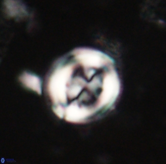 Toweius lamperos 60779