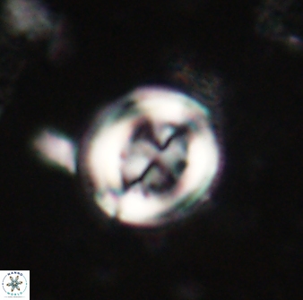 Toweius lamperos 60779