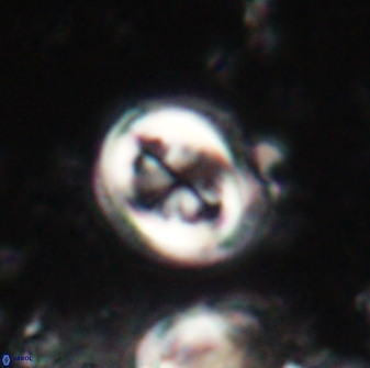Toweius lamperos 60773