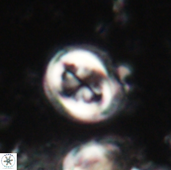 Toweius lamperos 60773