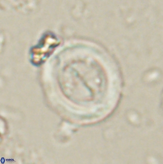 Toweius lamperos 60785
