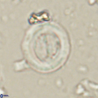 Toweius lamperos 60786