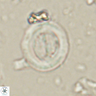Toweius lamperos 60786
