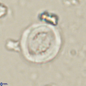 Toweius lamperos 60788