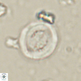 Toweius lamperos 60788