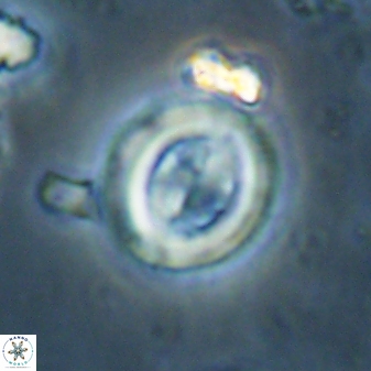 Toweius lamperos 60789