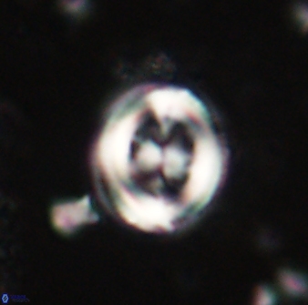 Toweius lamperos 60780