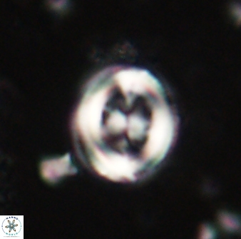 Toweius lamperos 60780