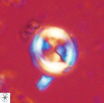 Toweius lamperos 60782