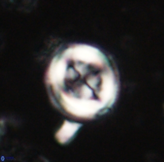 Toweius lamperos 60783