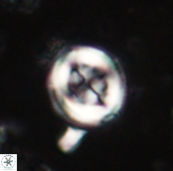 Toweius lamperos 60783