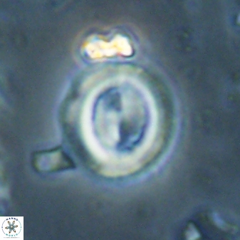Toweius lamperos 60790