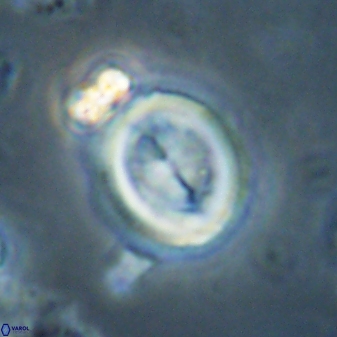 Toweius lamperos 60791