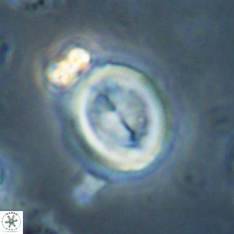 Toweius lamperos 60791