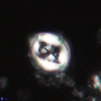 Toweius lamperos 60826