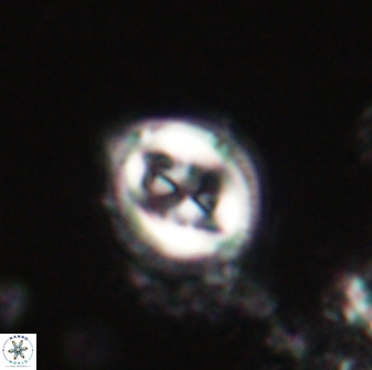 Toweius lamperos 60826