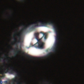 Toweius lamperos 60828