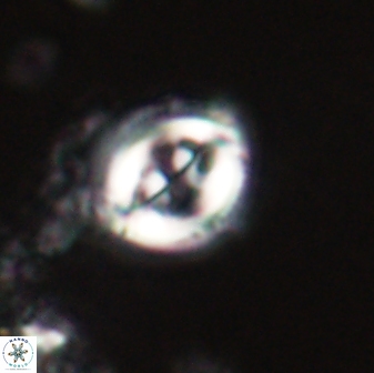 Toweius lamperos 60828