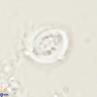 Toweius lamperos 60829