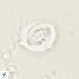 Toweius lamperos 60829