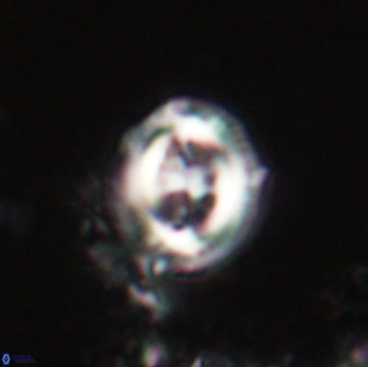 Toweius lamperos 60822