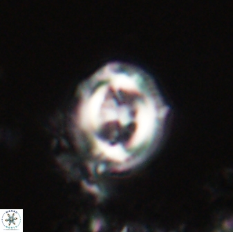 Toweius lamperos 60822