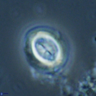 Toweius lamperos 60834