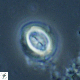 Toweius lamperos 60834