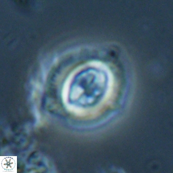 Toweius lamperos 60837