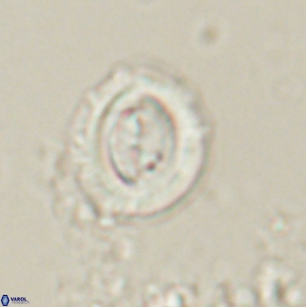 Toweius lamperos 60830