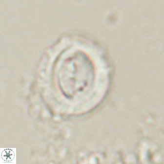 Toweius lamperos 60830