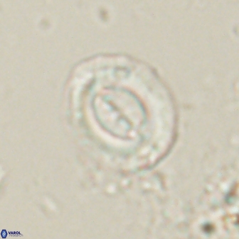 Toweius lamperos 60831