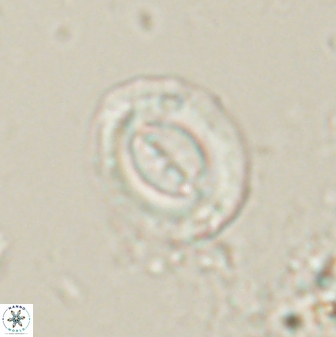 Toweius lamperos 60831