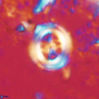 Toweius lamperos 60855