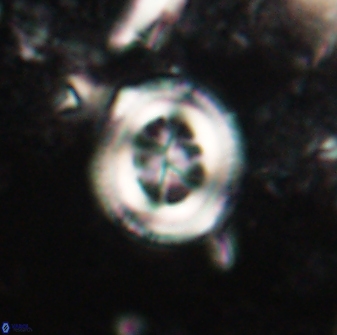 Toweius lamperos 60856