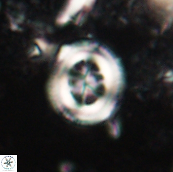 Toweius lamperos 60856