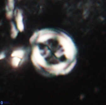 Toweius lamperos 60857